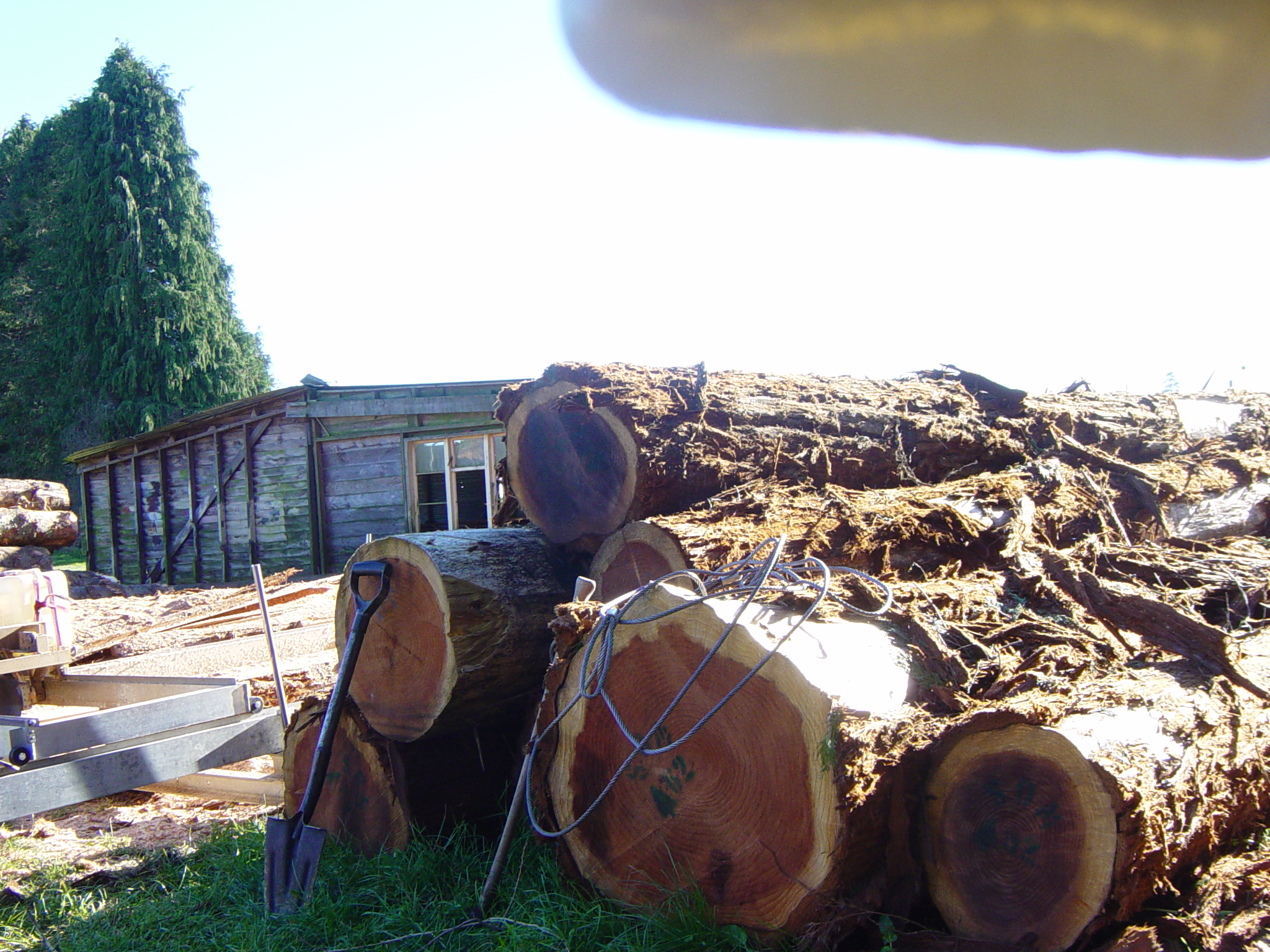 Redwood logs ready for sawing